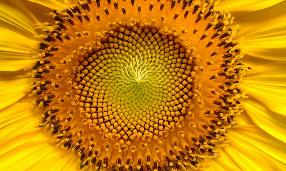 sunflower-94187_960_720